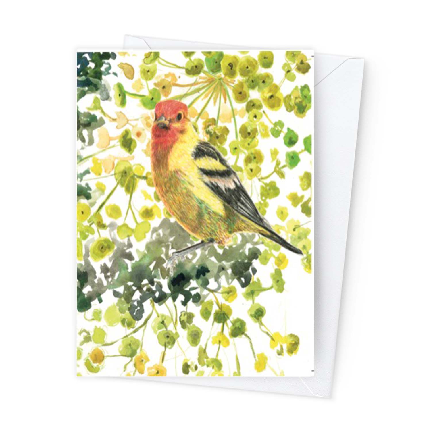Páipéar Cards - Canadian Birds Box Set of 12